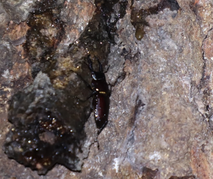 団地前のクヌギ_8月の記録的な長雨3日目_正面ｰ目線の上_コクワガタ1♂ 2021年8月14日 19時5分頃 気温25度